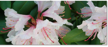 rhododendron